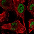 Immunofluorescent staining of human cell line U-251 MG shows localization to nucleoplasm.
