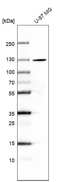 Anti-SEC24A Antibody