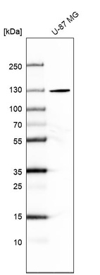 Anti-SEC24A Antibody