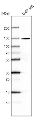 Anti-SEC24A Antibody