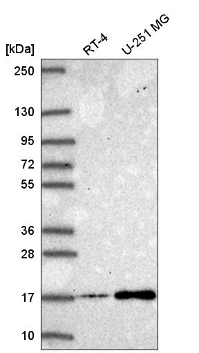 Anti-NEK6 Antibody