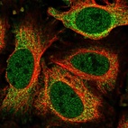 Immunofluorescent staining of human cell line HeLa shows localization to nucleoplasm & cytosol.