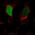 Immunofluorescent staining of human cell line U-2 OS shows localization to nucleoplasm.