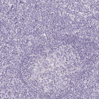 Anti-HSD17B3 Antibody