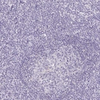 Immunohistochemical staining of human tonsil shows negative cytoplasmic positivity in non-germinal center cells and germinal center cells as expected.
