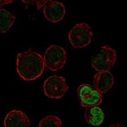 Immunofluorescent staining of human cell line HEL shows localization to nucleoplasm.
