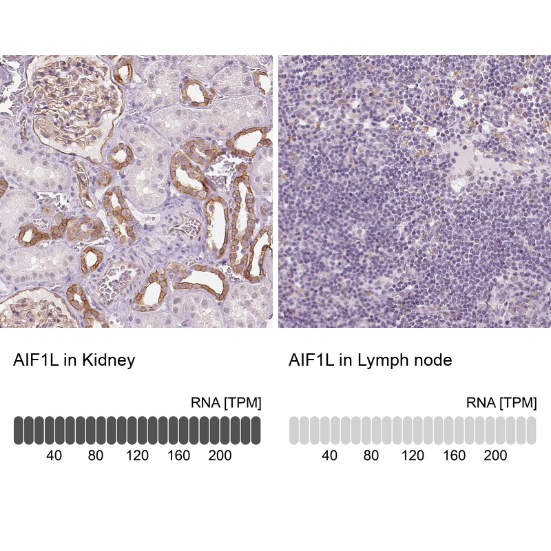 Anti-AIF1L Antibody