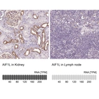 Anti-AIF1L Antibody