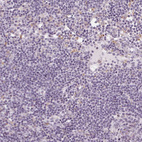 Anti-AIF1L Antibody