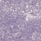 Immunohistochemical staining of human lymph node shows no positivity in non-germinal center cells as expected.