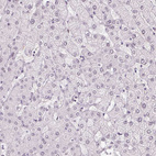 Anti-AIF1L Antibody