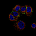 Anti-CLDN3 Antibody