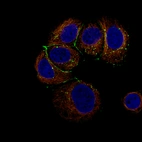 Immunofluorescence staining of MCF-7 cells using the Anti-CLDN3 monoclonal antibody, showing specific staining in cell junctions in green. Microtubule- and nuclear probes are visualized in red and blue, respectively (where available).