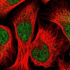 Immunofluorescent staining of human cell line U-2 OS shows localization to nucleus & cytosol.