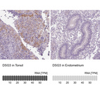 Anti-DSG3 Antibody