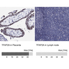 Anti-TFAP2A Antibody