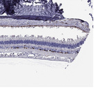 Anti-TFAP2A Antibody