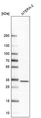Western blot analysis in human cell line NTERA-2.