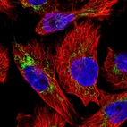Immunofluorescent staining of human cell line U-251 MG shows localization to mitochondria.