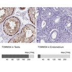 Anti-TOMM34 Antibody