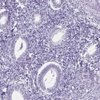 Immunohistochemical staining of human endometrium shows low expression as expected.