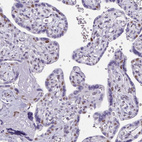 Anti-TEAD4 Antibody