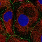 Immunofluorescent staining of human cell line CACO-2 shows localization to cell junctions.