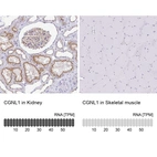 Immunohistochemistry analysis in human kidney and skeletal muscle tissues using HPA056911 antibody. Corresponding CGNL1 RNA-seq data are presented for the same tissues.