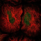 Immunofluorescent staining of human cell line HeLa shows localization to nucleus.