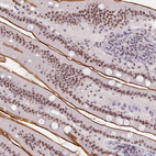 Anti-SRSF7 Antibody