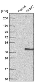 Western blot analysis in control (vector only transfected HEK293T lysate) and SRSF7 over-expression lysate (Co-expressed with a C-terminal myc-DDK tag (~3.1 kDa) in mammalian HEK293T cells, LY421899).