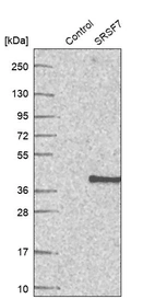 Western blot analysis in control (vector only transfected HEK293T lysate) and SRSF7 over-expression lysate (Co-expressed with a C-terminal myc-DDK tag (~3.1 kDa) in mammalian HEK293T cells, LY421899).