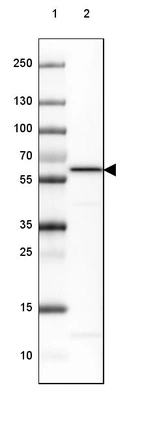 Lane 1: Marker [kDa] 250, 130, 100, 70, 55, 35, 25, 15, 10_br/_Lane 2: Human cell line HEK 293