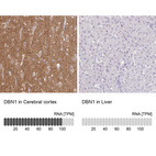 Anti-DBN1 Antibody