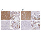 Immunohistochemical staining of human cerebral cortex, kidney, liver and testis using Anti-DBN1 antibody HPA056940 (A) shows similar protein distribution across tissues to independent antibody HPA051452 (B).