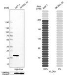 Western blot analysis in human cell line MCF-7 and human cell line SK-MEL-30.