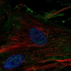 Immunofluorescent staining of human cell line BJ shows localization to plasma membrane.