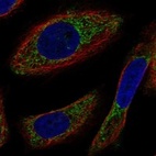Anti-NYAP2 Antibody