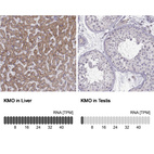 Anti-KMO Antibody