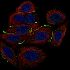 Immunofluorescence staining of MCF-7 cells using the Anti-CLDN3 monoclonal antibody, showing specific staining in cell junctions in green. Microtubule- and nuclear probes are visualized in red and blue, respectively (where available).