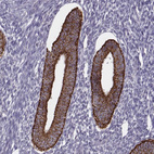 Immunohistochemical staining of human endometrium shows strong cytoplasmic granular positivity in glandular cells.