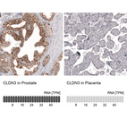 Anti-CLDN3 Antibody