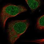 Immunofluorescent staining of human cell line U-2 OS shows localization to nuclear membrane.