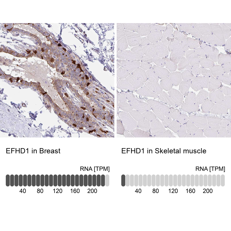 Anti-EFHD1 Antibody