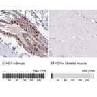 Anti-EFHD1 Antibody