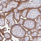 Immunohistochemical staining of human placenta shows moderate to strong cytoplasmic and membranous positivity in trophoblastic cells.