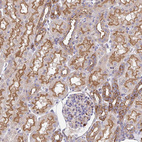 Immunohistochemical staining of human kidney shows moderate membranous positivity in cells in tubules.