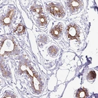 Anti-CLDND2 Antibody
