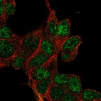 Immunofluorescent staining of human cell line HEK 293 shows localization to nucleoplasm.