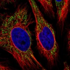 Immunofluorescent staining of human cell line HeLa shows localization to mitochondria.